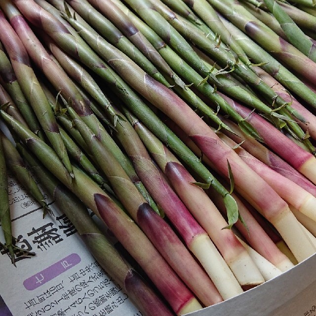 青森県産  笹竹  800g 食品/飲料/酒の食品(野菜)の商品写真