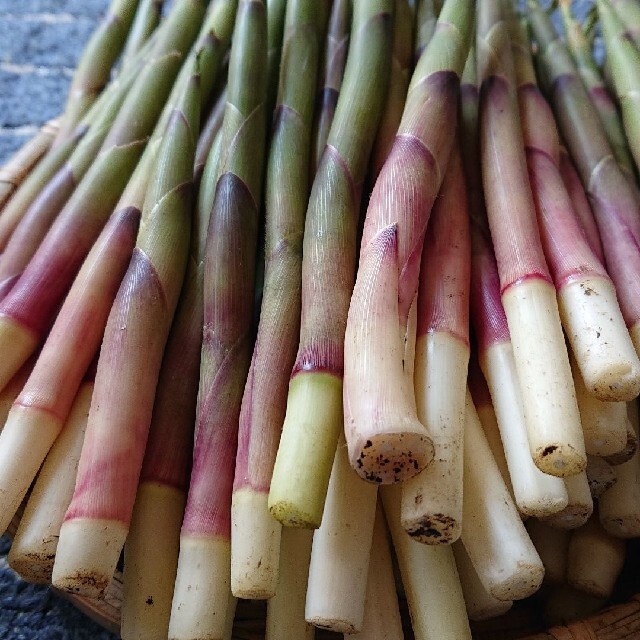 青森県産  笹竹  800g 食品/飲料/酒の食品(野菜)の商品写真