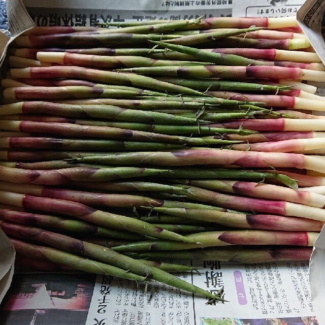 青森県産  笹竹  800g 食品/飲料/酒の食品(野菜)の商品写真