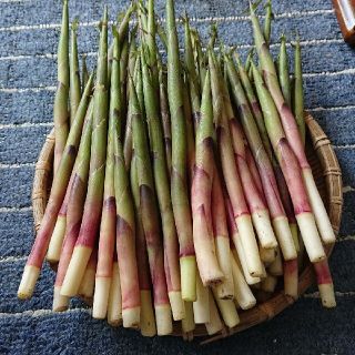 青森県産  笹竹  800g(野菜)