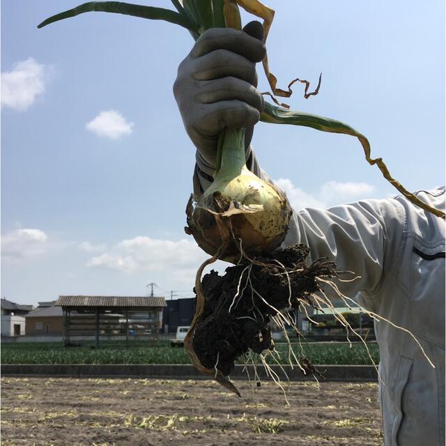 ★見つけたらラッキー★ 淡路島産　玉ねぎ　訳あり　10kg 食品/飲料/酒の食品(野菜)の商品写真