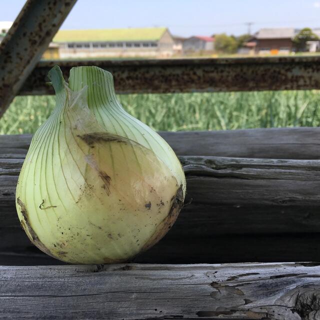 ★見つけたらラッキー★ 淡路島産　玉ねぎ　訳あり　10kg 食品/飲料/酒の食品(野菜)の商品写真