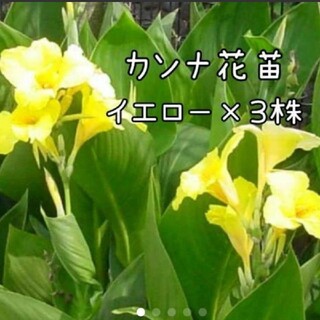 カンナ　3株セット宿根草(その他)