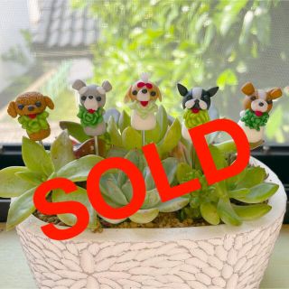 ハンドメイド　ガーデンピック　多肉植物食べちゃう⁈ワンちゃんピック　多肉植物(その他)