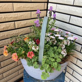 長く楽しめるナチュラルな寄せ植え♡(プランター)