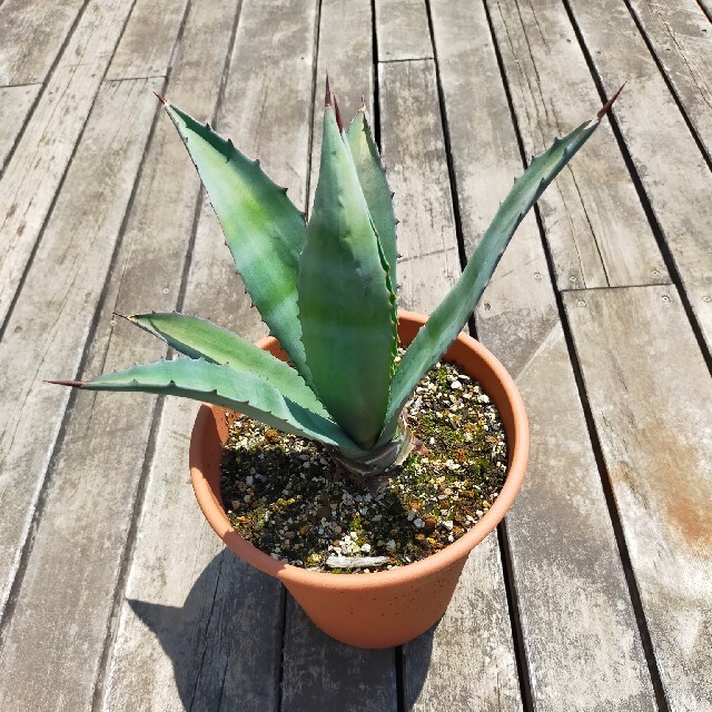 アガベ アオノリュウゼツラン アメリカーナ 多肉植物 ドライガーデン③-