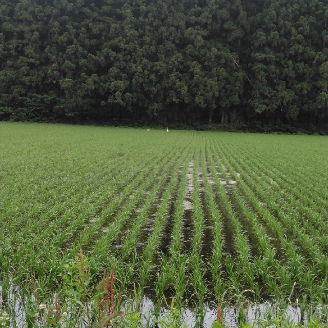 新米令和3年産栃木県特一等米【A級】コシヒカリ玄米無農薬にて作り上げたお米