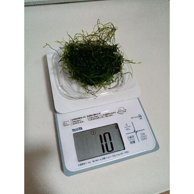 国内外の人気 無農薬 南米ウィローモス 30g α ウィローモス10g