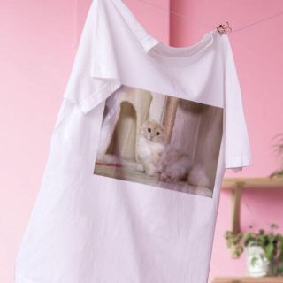 猫　Tシャツ　スコティッシュフォールド　ロングヘアー　イケメン　美男子　ねこ(Tシャツ/カットソー(半袖/袖なし))