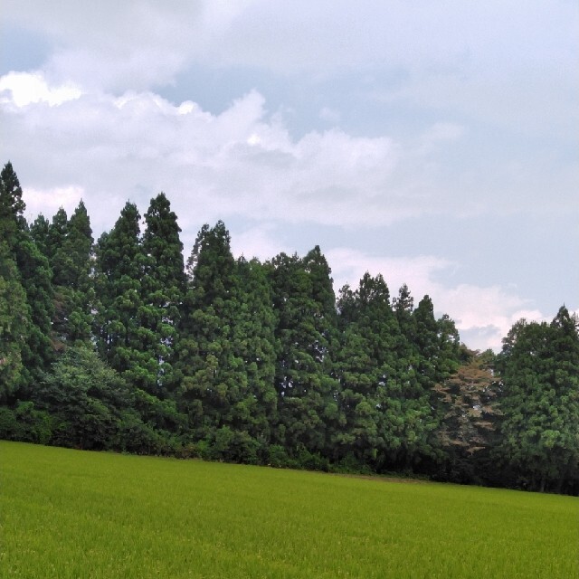 新米令和3年産栃木県特一等米【Aランク】コシヒカリ玄米、30キロ無農薬のお米