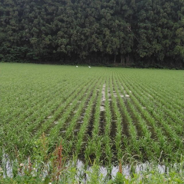 りなど 新米令和3年産栃木県特一等米コシヒカリ玄米、30キロ無農薬のお ...