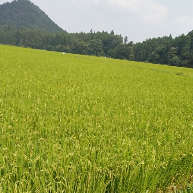 りなど 新米令和3年産栃木県特一等米コシヒカリ玄米、30キロ無農薬のお ...