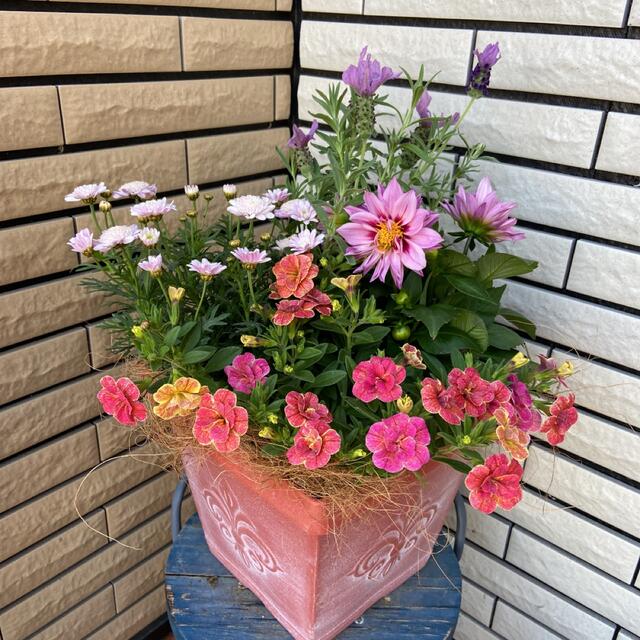 ピンクの可愛らしい寄せ植え♡母の日ギフト母の日