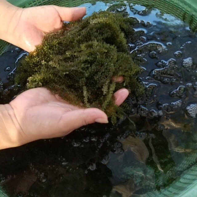 沖縄県産 海ぶどう 茎付き1000ｇ“ 商品の説明⚠️必読⚠️ 食品/飲料/酒の食品(魚介)の商品写真