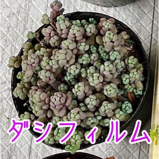 多肉植物 ダシフィルム  抜き苗 ほんのり紫(˶ˊᵕˋ˵)(その他)