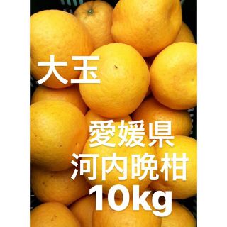 愛媛県産　河内晩柑　宇和ゴールド　柑橘　10kg(フルーツ)