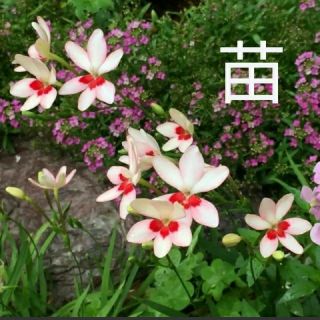ヒメヒオウギ 苗 5本 白×赤ポイント 可憐な花 元気な苗  初心者向け 園芸(その他)