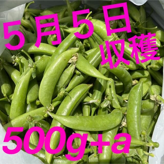 スナップエンドウ　無農薬 食品/飲料/酒の食品(野菜)の商品写真