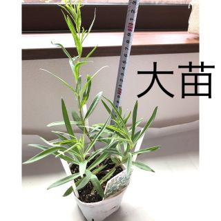 かすみ 草 苗の通販 7点 フリマアプリ ラクマ