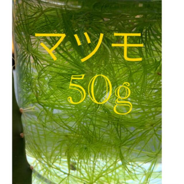 mirukuraou様　マツモ　50g その他のペット用品(アクアリウム)の商品写真