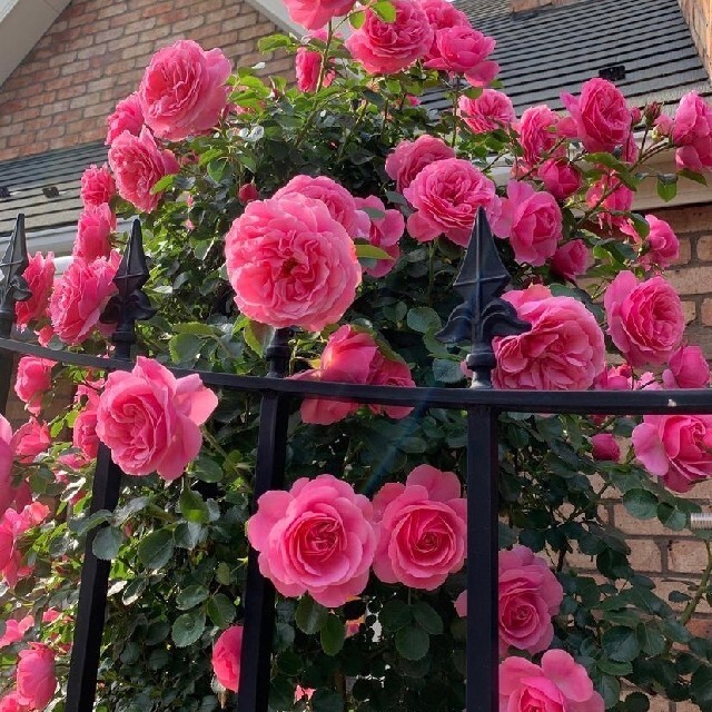 つるバラ☆四季咲き☆カップ咲き☆バラ苗☆薔薇苗☆挿し木苗 つるバラ☆四季咲き☆カップ咲き☆バラ苗☆薔薇苗☆挿し木苗