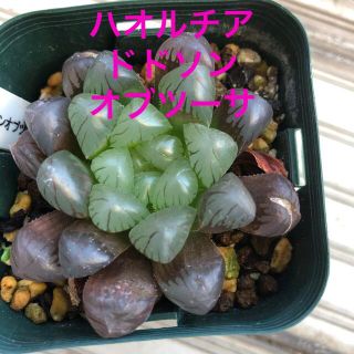 多肉植物ハオルチア　ドドソンオブツーサ　抜き苗(その他)