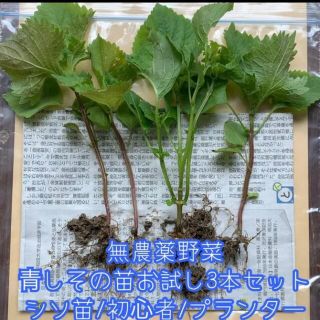 GWスペシャル✨無農薬野菜＊青しそ/大葉の苗＊3本＋予備1本＊シソ＊初心者向け＊(野菜)