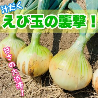 ❌完売中❌ まずは【お試し】汁だく えび玉 新玉ねぎ 詰め合わせ 今治産  (野菜)