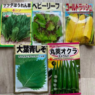 野菜　種　5種類　90粒(野菜)