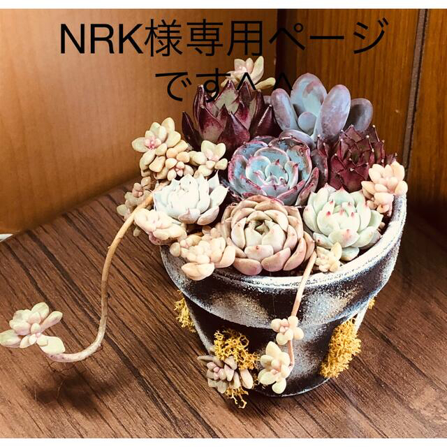 多肉植物リメイク缶鉢寄せ植えにどうぞ(*´꒳`*)NRK様専用です^ ^ ハンドメイドのフラワー/ガーデン(その他)の商品写真