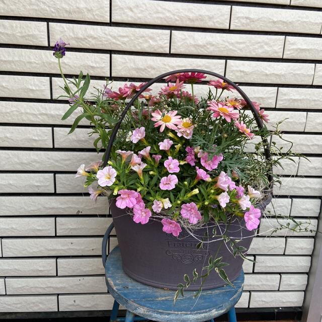 おうち時間優しい雰囲気の寄せ植え♡母の日ギフトにも