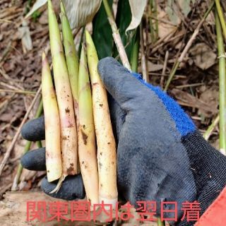 青森産 天然根曲がり竹１kgから(野菜)