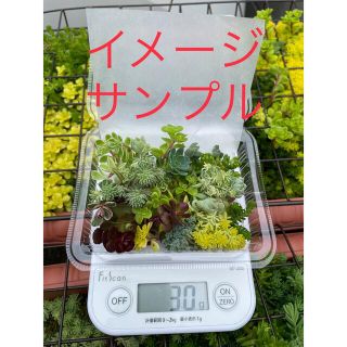 30g　ランダム 詰め合わせ カット セダム　寄せ植えなどに(その他)