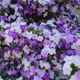 ニオイバンマツリ苗花白と紫色(プランター)