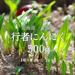 新鮮　北海道産行者にんにく　500g(野菜)