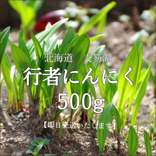 新鮮　行者にんにく　500g 食品/飲料/酒の食品(野菜)の商品写真