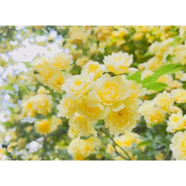モッコウバラ　黄色　モッコウバラ苗　バラ苗　バラ　つるバラ ハンドメイドのフラワー/ガーデン(その他)の商品写真