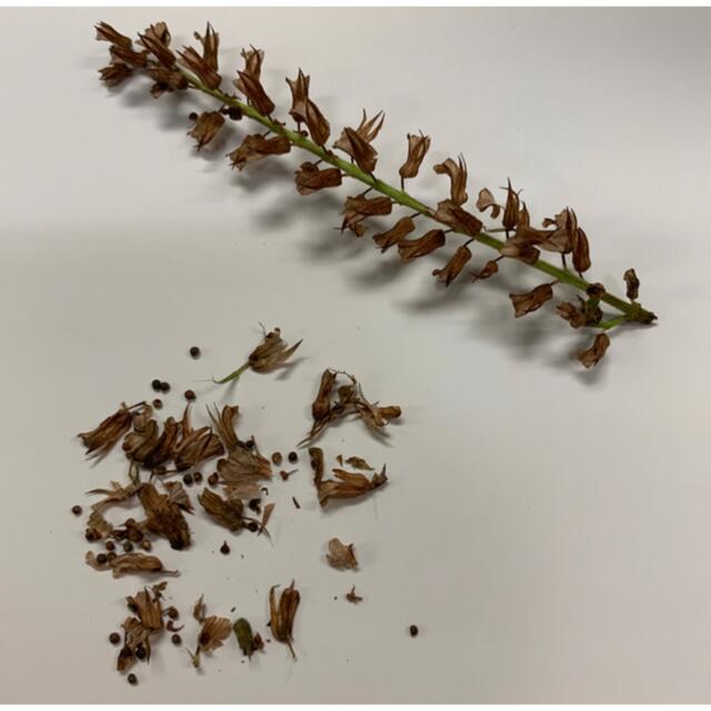 青紫蘇の種 ハンドメイドのフラワー/ガーデン(その他)の商品写真