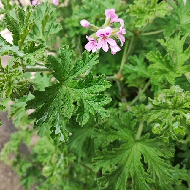 ローズ ゼラニウム カット苗 蚊除け蚊取り虫除け植物3本 その他のその他(その他)の商品写真