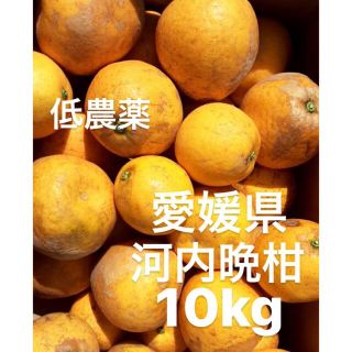 愛媛県産　低農薬　宇和ゴールド　河内晩柑　柑橘　10kg(フルーツ)