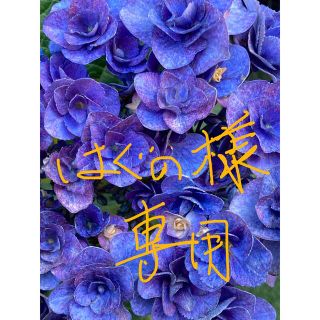 紫陽花の挿し穂　一本🌺(その他)