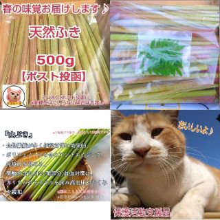 鳥取県産フキ(先着山椒お付けします)(野菜)