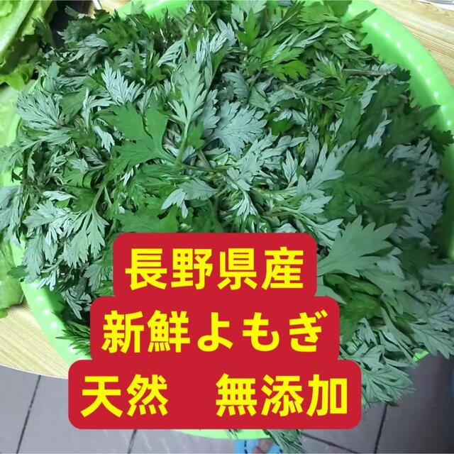 長野県産　取り立て　新鮮よもぎ　天然無添加 食品/飲料/酒の食品(野菜)の商品写真