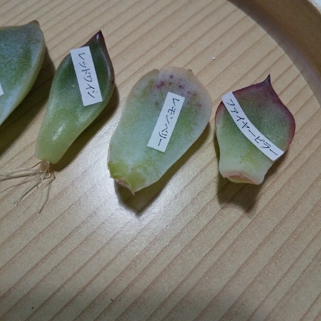 多肉植物 韓国苗の葉挿し 6種類セット ハンドメイドのフラワー/ガーデン(その他)の商品写真