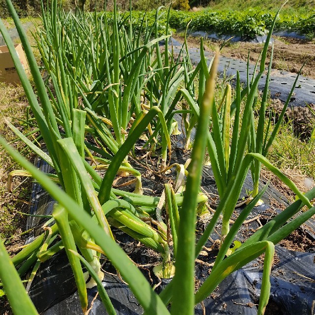 無農薬　新玉ねぎ　箱込み約5kg 食品/飲料/酒の食品(野菜)の商品写真