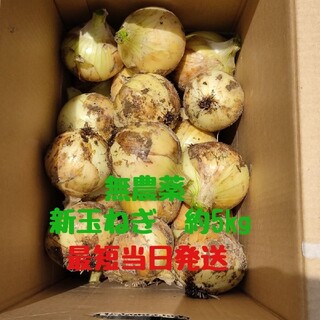 無農薬　新玉ねぎ　箱込み約5kg(野菜)