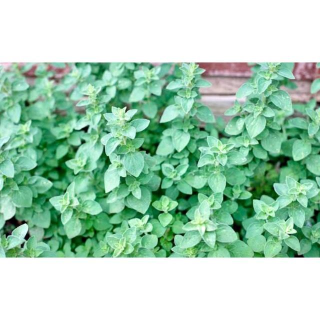 無農薬オレガノ　切り葉 ハンドメイドのフラワー/ガーデン(プランター)の商品写真