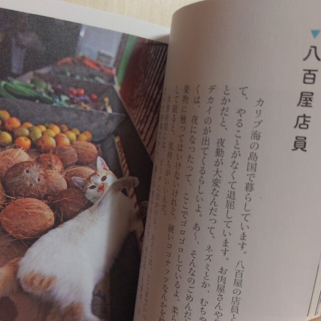 猫のハローワーク ２ エンタメ/ホビーの本(その他)の商品写真