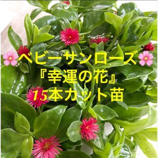 多肉植物　ベビーサンローズ『幸運の花』１５本カット苗　初心者向け(その他)