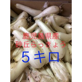 鹿児島県産砂丘らっきょうMサイズ５キロ(野菜)